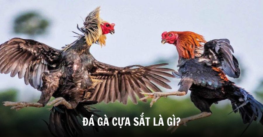 Đá gà cựa sắt là hoạt động giải trí thu hút sự quan tâm của đông đảo người hâmm ộ