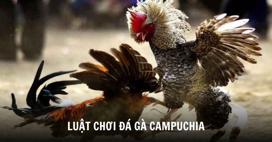 Luật chơi đá gà Campuchia mà người chơi mới nên nắm bắt